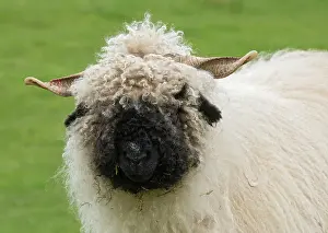 271221: Valais Blacknose Sheep, purebred, domestic animals
