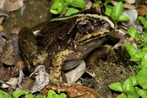 Cycloramphidae: Valdivia Ground Frog