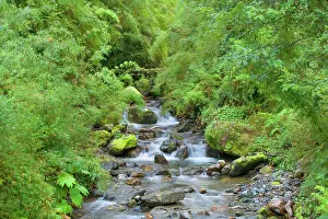 Valdivian: Valdivian Rainforest - creek with moss-covered