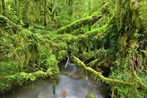 Valdivian: Valdivian Rainforest - creek with moss-covered