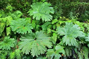 Rhubarb: Valdivian Rainforest - dense roadside vegetation