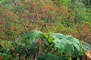 Rhubarb: Valdivian Rainforest - dense roadside vegetation