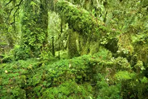 Valdivian: Valdivian Rainforest - lush and moss-covered Valdivian