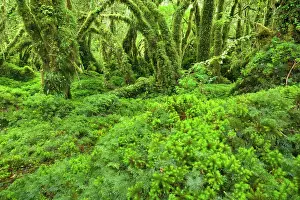 Valdivian: Valdivian Rainforest - lush and moss-covered Valdivian