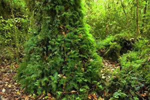 Valdivian: Valdivian Rainforest - lush temperate rainforest