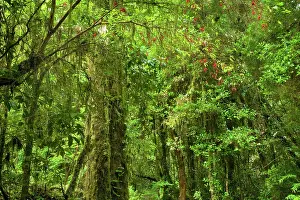 Fuchsia: Valdivian Rainforest - lush temperate rainforest