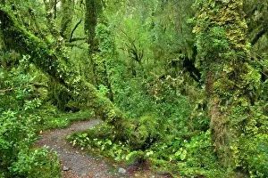 Valdivian: Valdivian Rainforest - a small foot path leading