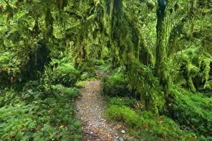 Valdivian: Valdivian Rainforest - a small foot path leading