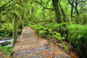 Valdivian: Valdivian Rainforest - wooden bridge crossing a