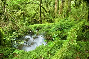 Valdivian: Valdivian Temperate Rainforest - creek with moss-covered