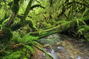 Valdivian: Valdivian Temperate Rainforest - creek with moss-covered