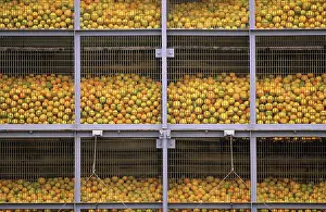 Packing: Valencia oranges