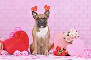 Romantic: Valentine's day dog. French Bulldog with heart headbands