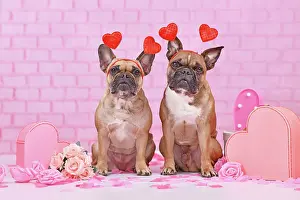 Romantic: Valentine's day dogs. Pair of French Bulldogs with