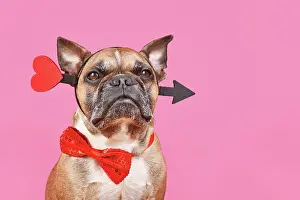 Romantic: Valentine's Day French Bulldog dog with cupid love