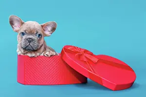 Container: Valentine's day puppy. French Bulldog dog in heart