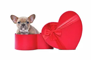Romantic: Valentine's day puppy. Lilac red fawn French Bulldog