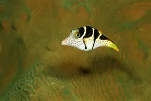 Sharpnose: Valentin's Sharpnose Puffer