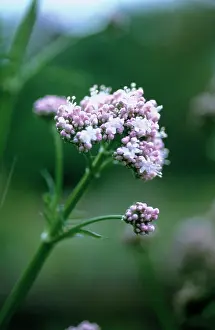 Valerian: Valerian