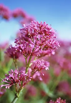 Valerian: Valerian