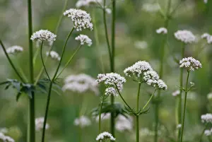 Valerian: Valerian