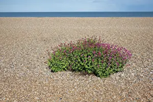 Clump: Valerian