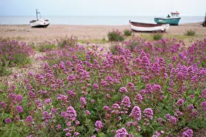 Shingle: Valerian