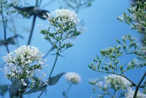 Valerian: Valerian
