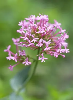 Valerian: Valerian