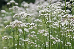 Officinalis: Valerian