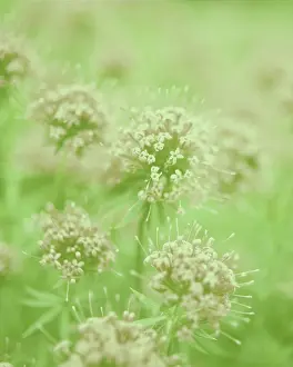 Fragile: Valerian