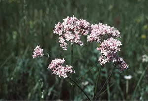 Allen Paterson: VALERIAN