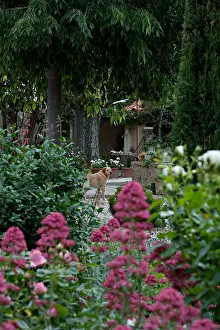 Unsharp: Valerian in bloom in a garden