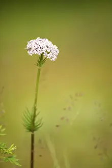 Valerian: Valerian (Valeriana sp) flower, Province of Khevsgel