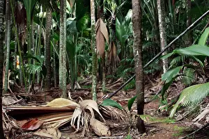 Digue: Valle de Mai National Park