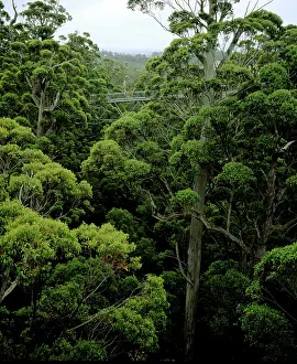 Giants: Valley of the Giants Treetop Walk, Walpole-Nornalup