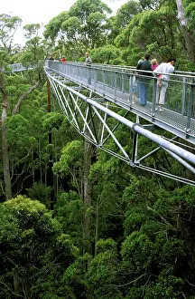 Giants: Valley of the Giants Treetop Walk, Walpole-Nornalup