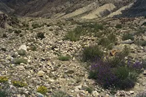 Qinghai: Valley Habitat, China