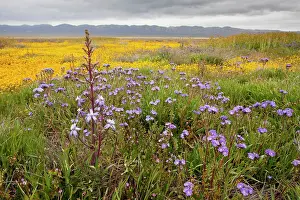 Fremont: Valley Larkspur with Fremont's Phacelia and other flowers