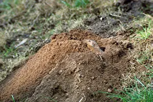 Gopher: Valley Pocket Gopher - punching dirt from burrow