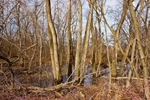 Cottonwoods: Valley woodland of Eastern Cottonwood / Poplar