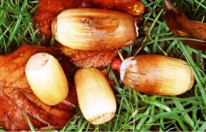 Acorn: VALONIA OAK - acorns close-up