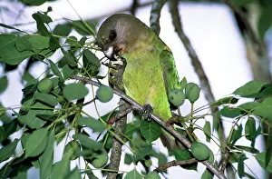 Poicephalus: VALUE!