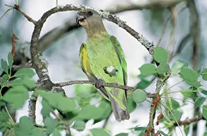 Poicephalus: VALUE!