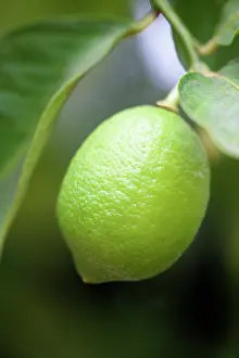 Aromatherapy: VALUE!