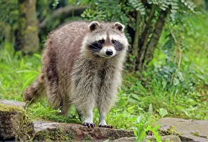 Raccoon: VALUE!
