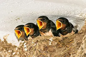 Swallow: VALUE!