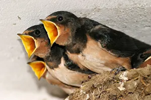 Swallow: VALUE!