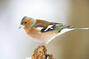 Chaffinch: VALUE!