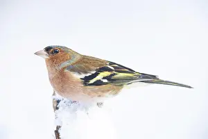 Chaffinch: VALUE!